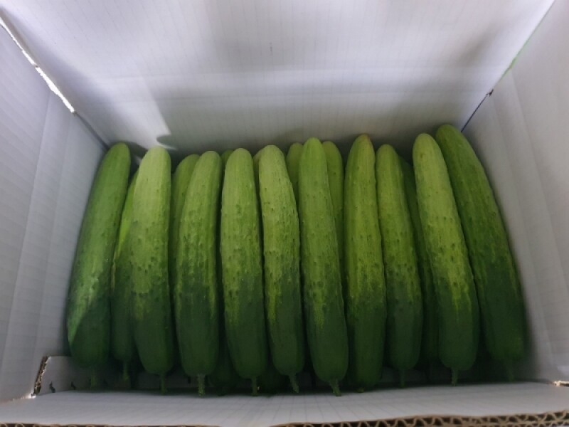 유기농, 친환경, 무농약, 오이,백다다기, 소박이, 못난이,어울림 팜테크,친환경 농산물, 신구두릅 종근,종근,두릅